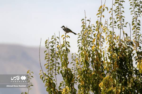 جلوه‌ای از پاییز باغ گل‌های شیراز