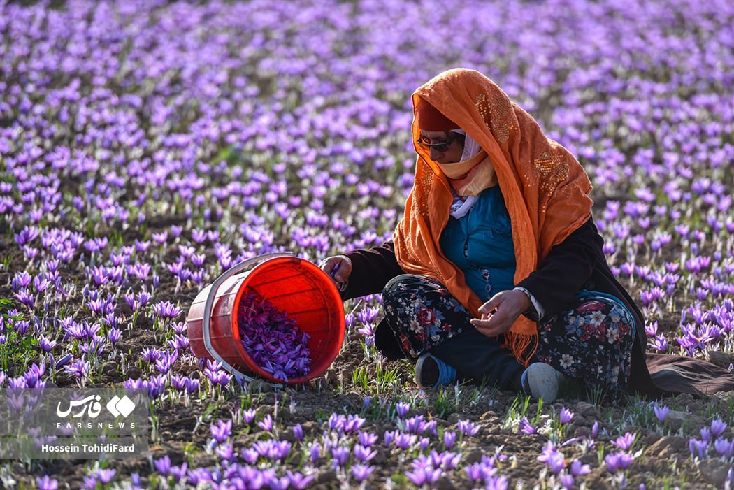 برداشت طلای سرخ قائنات