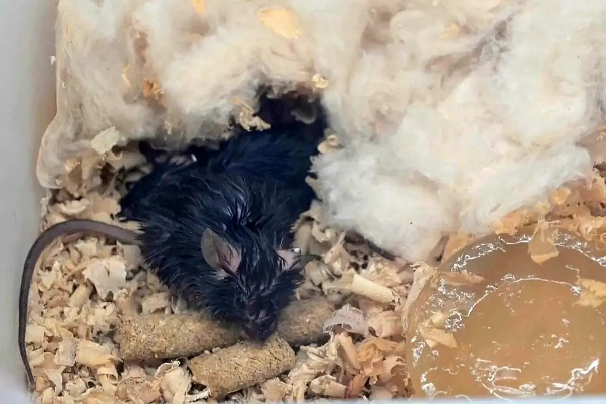 گوناگون/بازگشت ۴ موش از ایستگاه فضایی چین به زمین