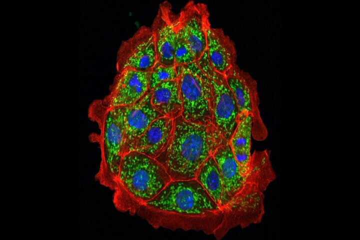 دانشمندان آسیب کلیوی را در موشها معکوس کردند