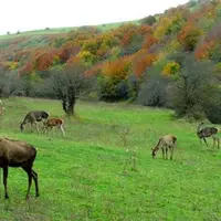 فصل عاشقانه ترین رنگ ها جنگل فندقلو