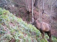 بازگشت شاهزاده به جنگلهای ایران
