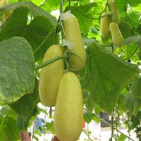 رشد ۴۳.۲ هکتاری سطح زیر کشت مزارع تکثیر بذر سبزی و صیفی کشور