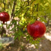 پیشبینی برداشت ۲۰ هزار تن انار در کردستان طی امسال