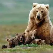 حضور ۴ قلاده خرس در شاهوار شاهرود