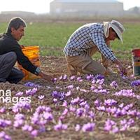 سالانه ۳۵۰ تن نگین زعفران در کشور تولید و ۲۵۰ تن آن صادر میشود