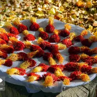 عکس/برداشت طلای سرخ قائنات