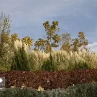 جلوه‌ای از پاییز باغ گلهای شیراز