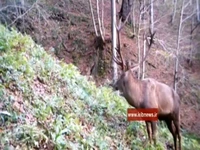 تصاویری از مرال یا گوزن قرمز در جنگلهای لنگرود