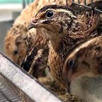 تولید حدود ۶۰ درصد گوشت بلدرچین کشور در یزد/بلدرچین همچنان پتانسیل سرمایهگذاری دارد