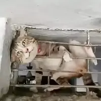 نجات گربه گیر کرده میان میلگردهای یک ساختمان