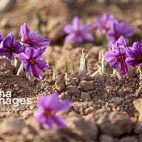 ۳۳ تن نگین زعفران از مزارع خراسان شمالی برداشت شد