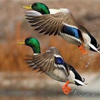 حضور پرندگان مهاجر در آبگیرهای منطقه میاندشت جاجرم