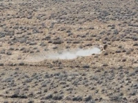 نبرد دو آهوی نر در پارک ملی گلستان