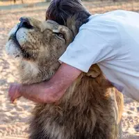 ابهت سلطان جنگل از بین رفت