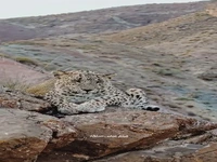 ثبت تصویر یک پلنگ درحال استراحت در پارک ملی سالوک