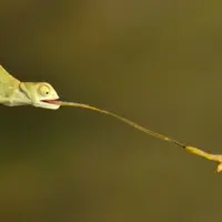 گوناگون/حیرتانگیزترین «زبانها» در دنیای جانوران!