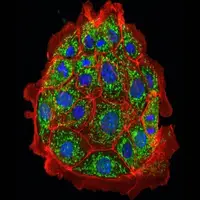 دانشمندان آسیب کلیوی را در موشها معکوس کردند