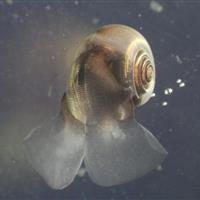 پلانکتونهای آهکیساز؛ قهرمانان نادیده گرفته مبارزه با تغییرات اقلیمی