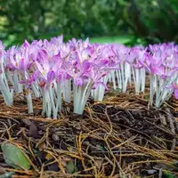 جنگل پاییزی، گل‌های وحشی در کنار پناهگاه حیات وحش