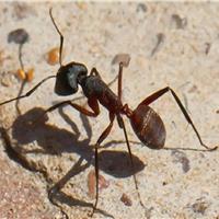 مغز جدید رباتها با الهام از پرندگان و مورچهها برای مسیریابی بدون GPS