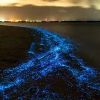 پدیده شب‌تاب در ساحل چابهار