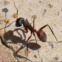 مغز جدید ربات‌ها با الهام از پرندگان و مورچه‌ها برای مسیریابی بدون GPS