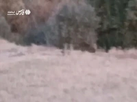 رؤیت یک گربهسان بزرگ در ارتفاعات صحنه