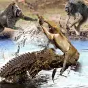 شکار میمون توسط تمساح گرسنه در حیات وحش