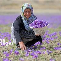 فاروج و رویای تثبیت نشان جهانی زعفران؛ نماینده قوچان چه میگوید؟