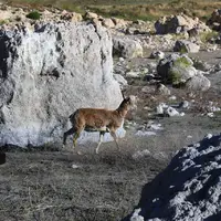 جزایر دریاچه ارومیه زیر قطرات باران پاییزی جان گرفتند