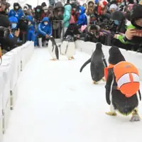 پنگوئن بامزه با کوله پشتی !