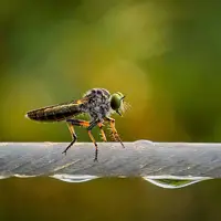 عکس/ جادوی ماکرو با موبایل