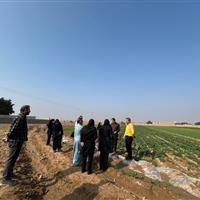 اجرای طرح کشت سبزی خورشتی در دهلران برای نخستینبار