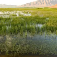 قوری‌گُل، داغی دیگر بر پیکر بی‌آب آذربایجان‌ شرقی