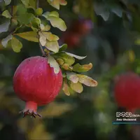 برداشت یاقوت سرخ در قلعه تل