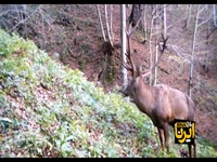 ثبت تصاویر مرال در جنگلهای هیرکانی