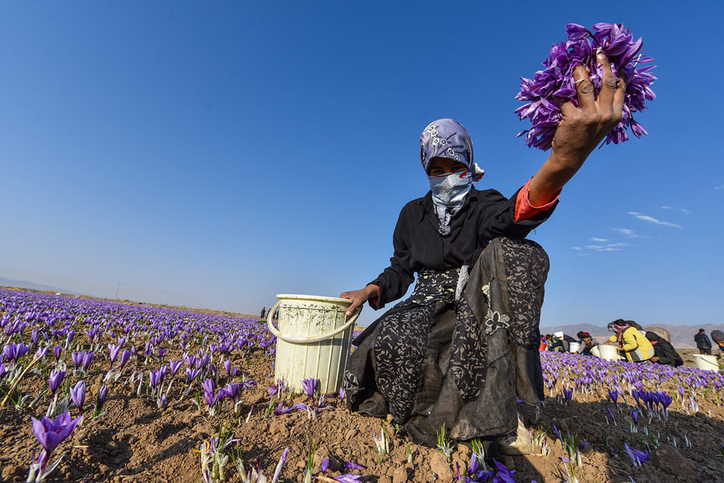 عکس/برداشت طلای سرخ قائنات