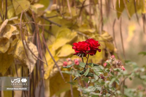 جلوه‌ای از پاییز باغ گل‌های شیراز