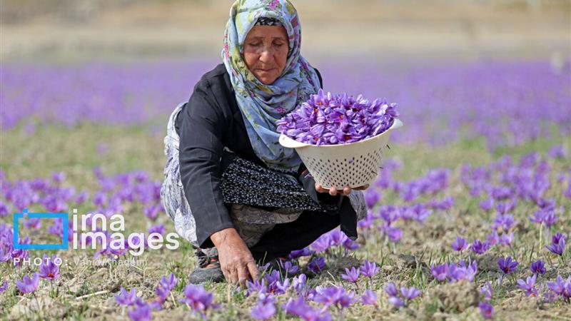 فاروج و رویای تثبیت نشان جهانی زعفران؛ نماینده قوچان چه میگوید؟