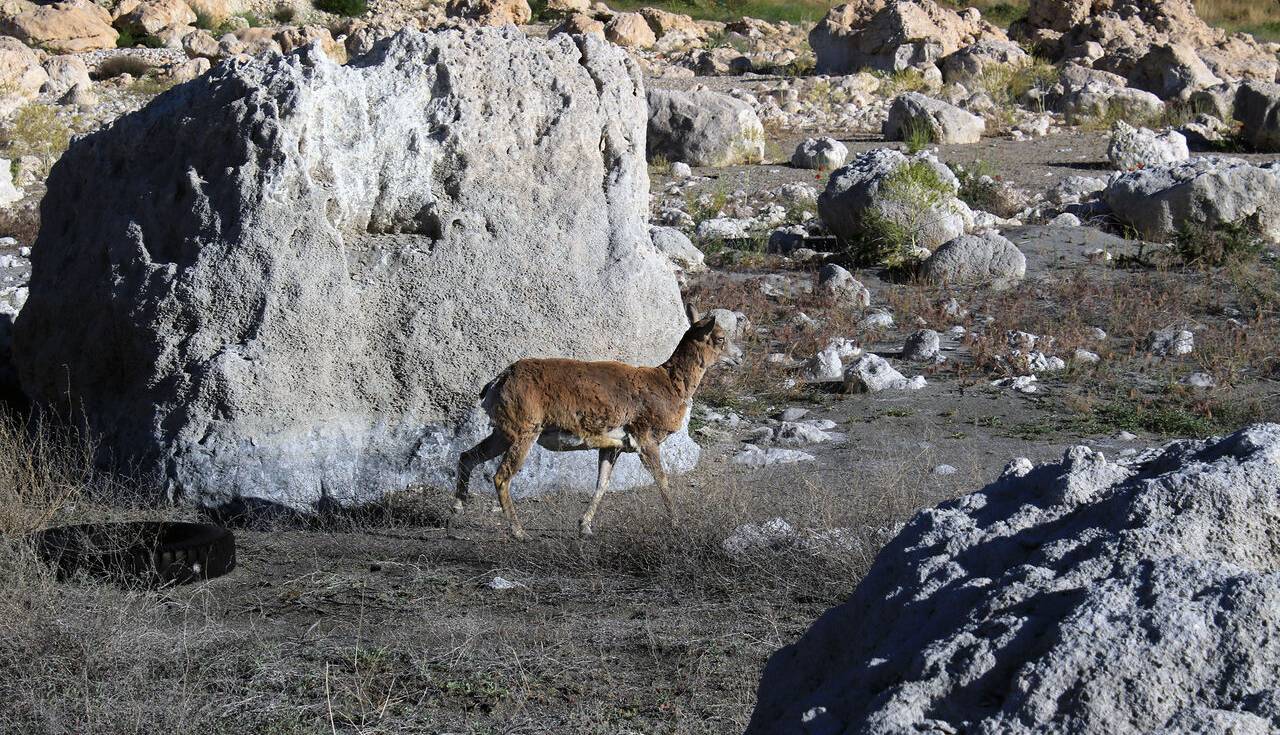 جزایر دریاچه ارومیه زیر قطرات باران پاییزی جان گرفتند
