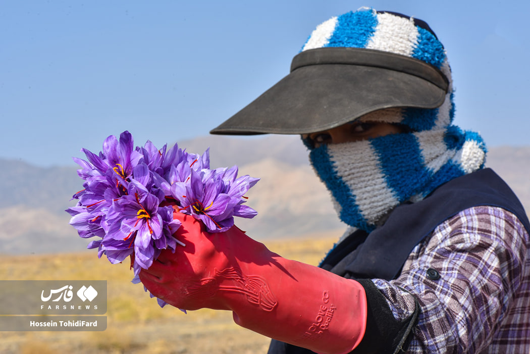 عکس/برداشت طلای سرخ قائنات