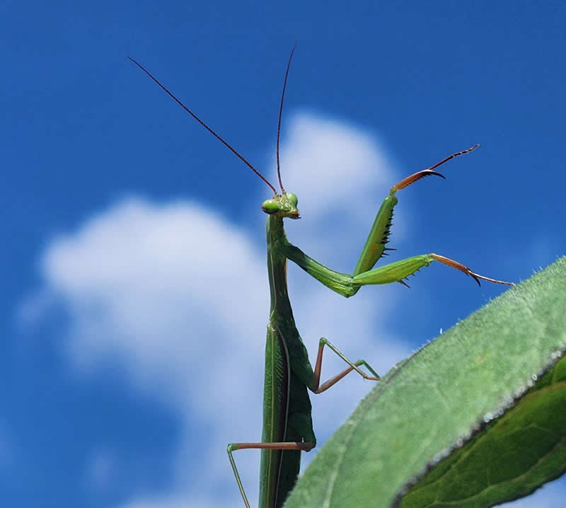 عکس/ جادوی ماکرو با موبایل