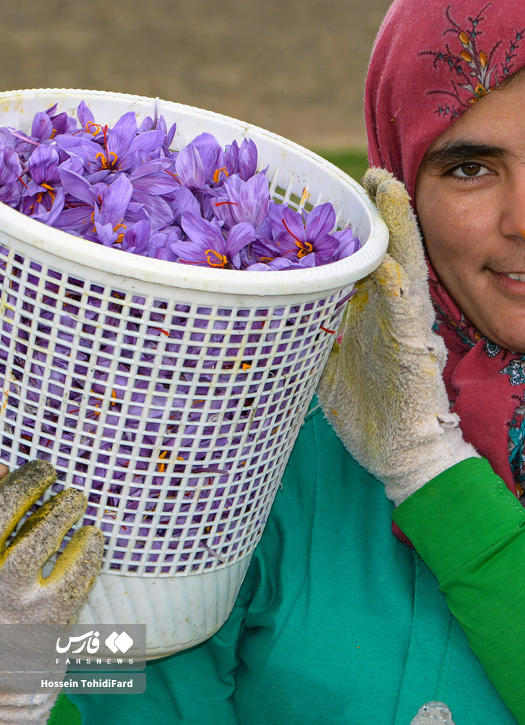 عکس/برداشت طلای سرخ قائنات