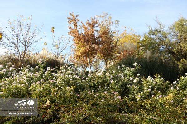 جلوه‌ای از پاییز باغ گل‌های شیراز
