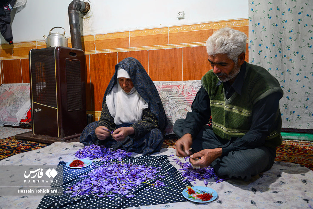 عکس/برداشت طلای سرخ قائنات