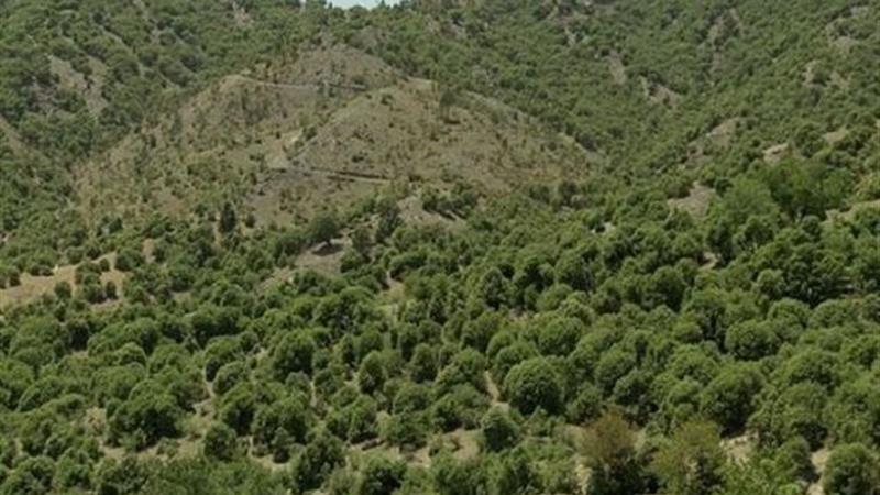 جنگلهای زاگرس توان زادآوری ندارد/ عدهای هنوز در فکر تهیه تبر و اره هستند