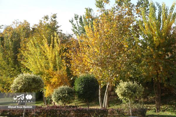 جلوه‌ای از پاییز باغ گل‌های شیراز