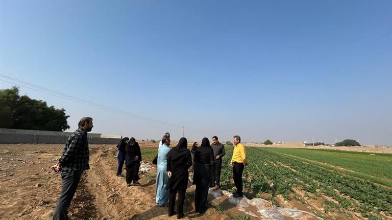 اجرای طرح کشت سبزی خورشتی در دهلران برای نخستینبار