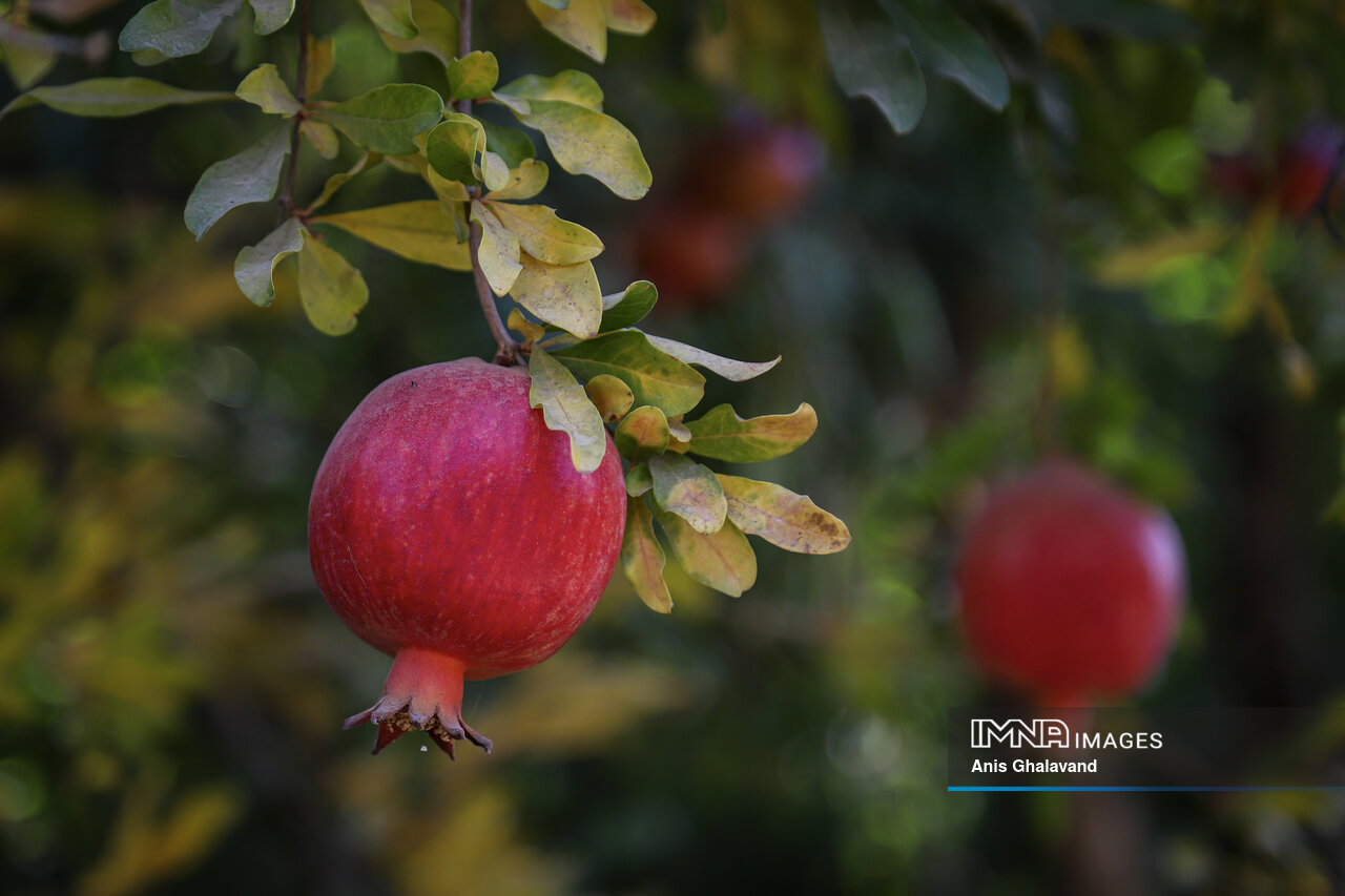 برداشت یاقوت سرخ در قلعه تل